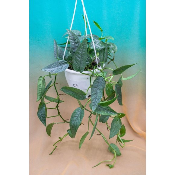 Cebu Blue Pothos 4.5" US Seller Potted RARE - Picture 2 of 2
